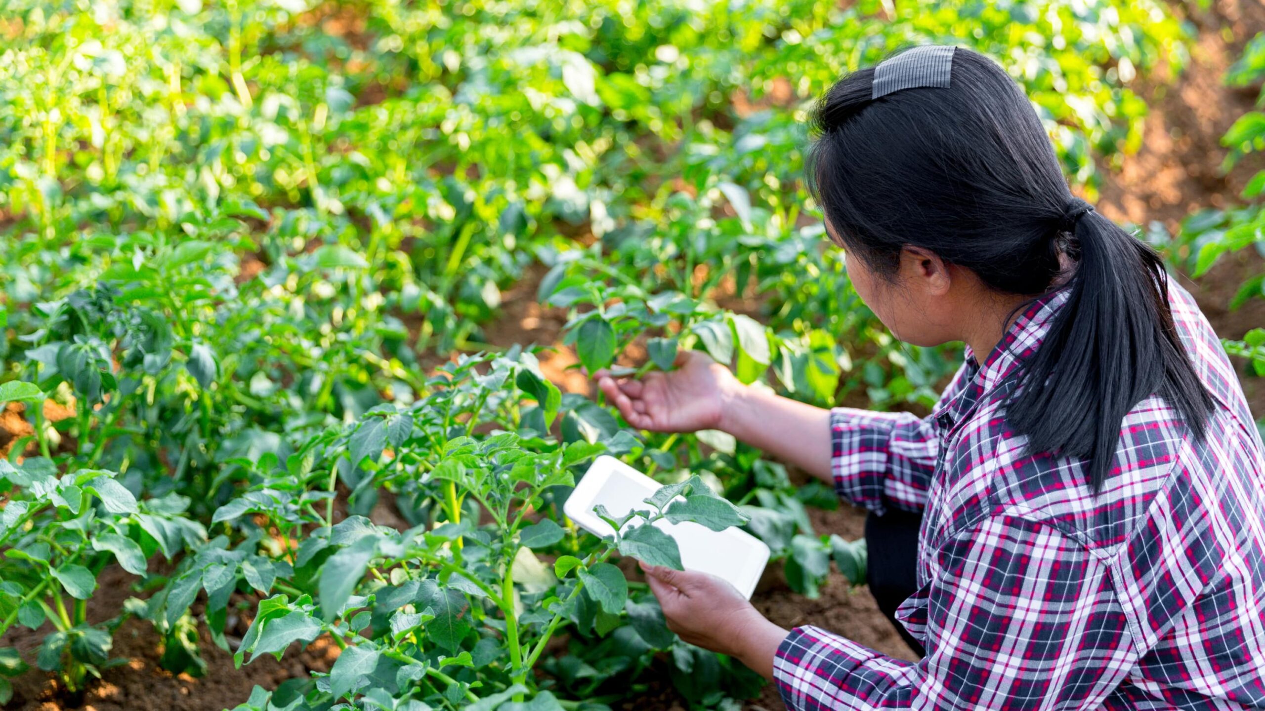 Advanced technologies empowering precision farming