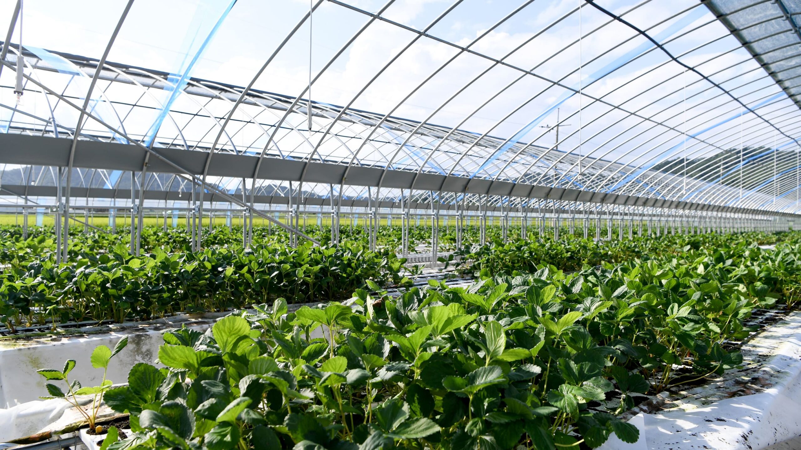 New Sharing Knowledge and Experiences with fellow farmers